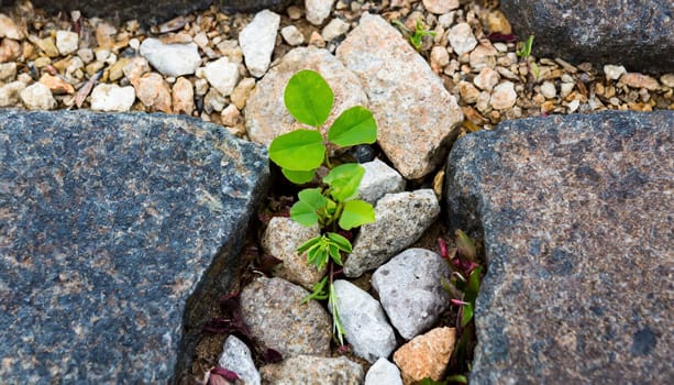 Plant growing from crack in asphalt
