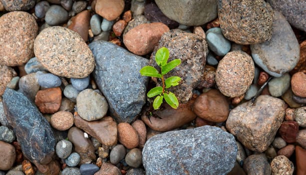 Plant growing from crack in asphalt