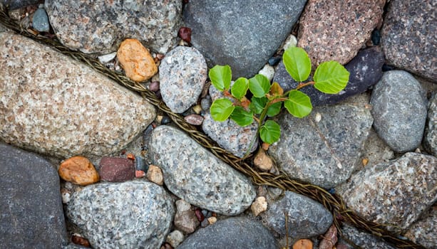 Plant growing from crack in asphalt