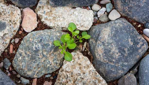 Plant growing from crack in asphalt