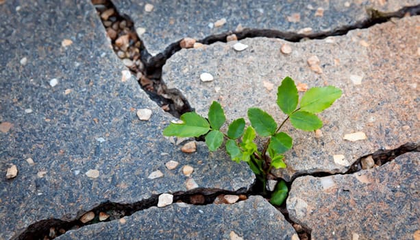 Plant growing from crack in asphalt