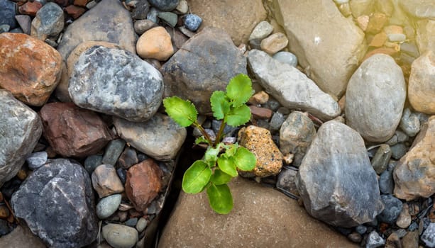 Plant growing from crack in asphalt