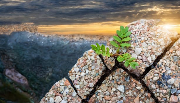 Plant growing from crack in asphalt