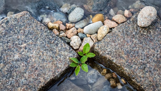 Plant growing from crack in asphalt