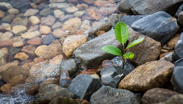 Plant growing from crack in asphalt