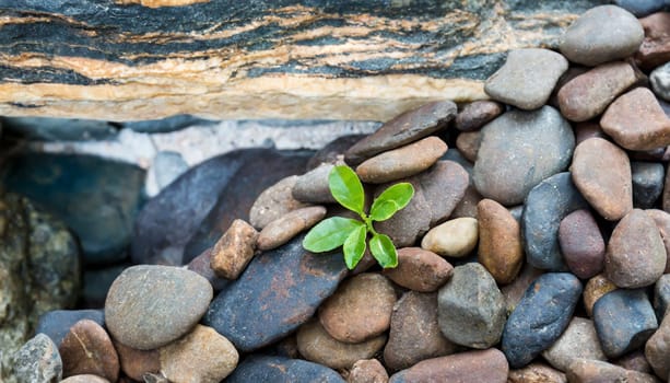 Plant growing from crack in asphalt