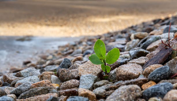 Plant growing from crack in asphalt