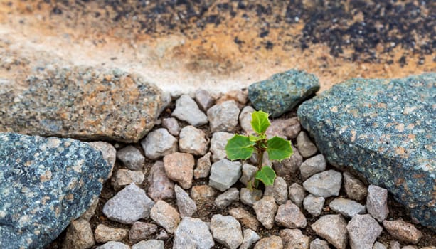 Plant growing from crack in asphalt