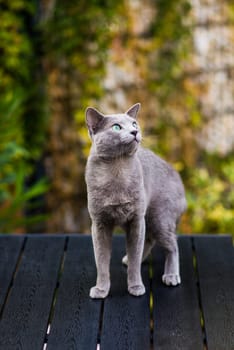 Blue cat sitting on wooden table with green background, sitting in a garden.