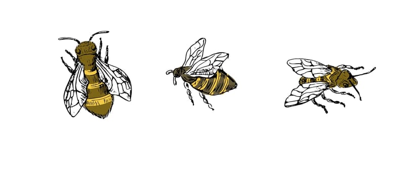 Honey bee flying sketch in color. Vintage drawing, outline and color vector. Vector illustration can used for poster, cards, banner and label. Retro style.