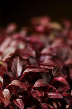 Closeup view of leaves of sprouted amaranth seeds, photo with shallow depth of field
