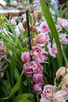 Close up of  beauty colorful orchid flower