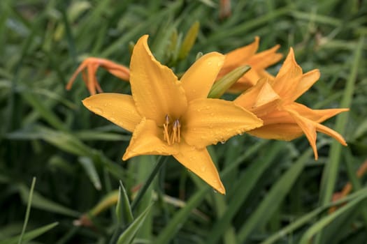 Hemerocallis middendorffii flower . Hemerocallis middendorffii, Amur daylily, is a plant species in the subfamily Hemerocallidoideae of the family Asphodelaceae of the order Asparagales