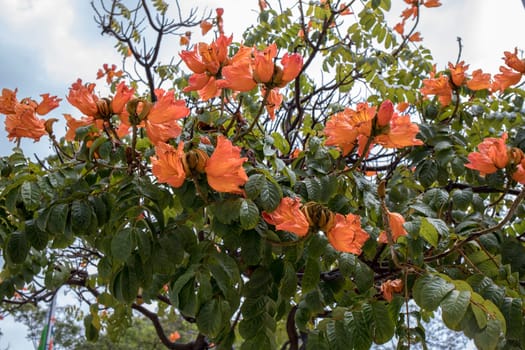 African Tulip Tree (Spathodea campanulata) flowers in Funchal on Madeira Island