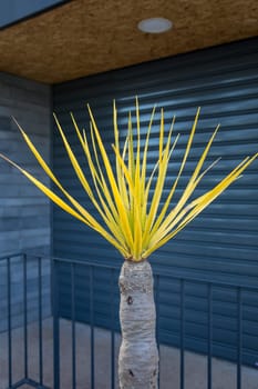Garden Decoration - Dracaena loureiri Gagnep