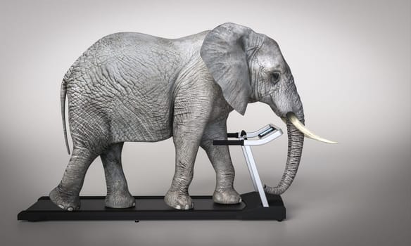 Elephant on treadmill . 3d render