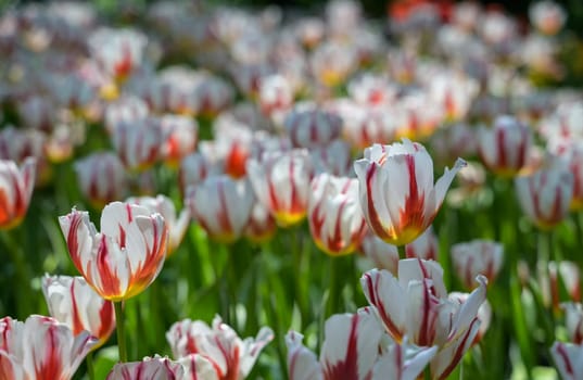 White and red tulips bloom in the garden. Spring flowers tulips garden.