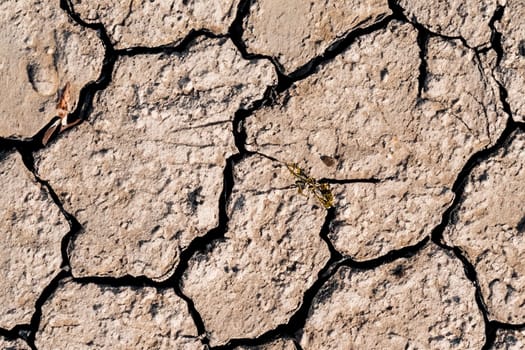 Close-up of dry cracked soil texture in arid area due to lack of water amid global warming. Concept of environmental problems.