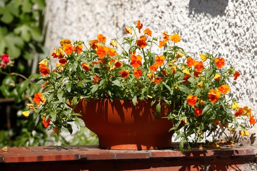 Orange Sommerblumen in einem Blumentopf auf einer Mauer, eutschland