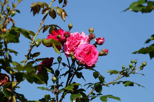 Rosa Kletterosen, Blauer Himmel, Deutschland