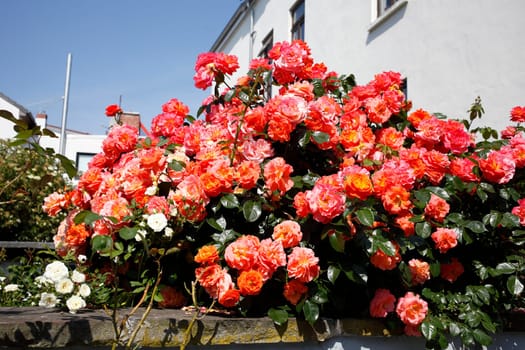 Rote Rosenauf einer Mauer, Closeup, Blumen,  Deutschland