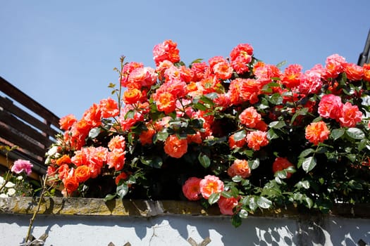 Rote Rosenauf einer Mauer, Closeup, Blumen,  Deutschland