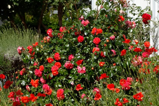 Rote Rosen in einem Vorgarten vor einem Hauseingang, Bremen, Deutschland