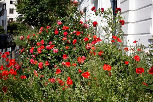 Rote Rosen in einem Vorgarten vor einem Hauseingang, Bremen, Deutschland
