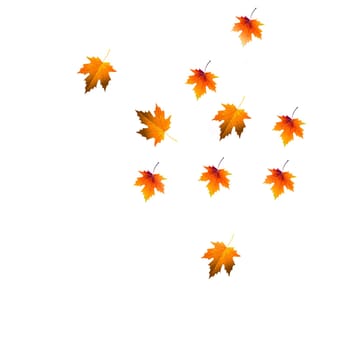 Yellow autumn maple leaves highlighted on a white background
