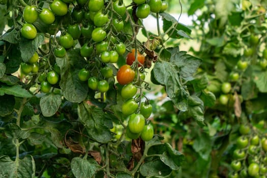 Tomato plants in the greenhouse.