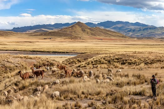 Shepherd with his flock high on the altiplano in Puno Province in southeast Peru, South America.