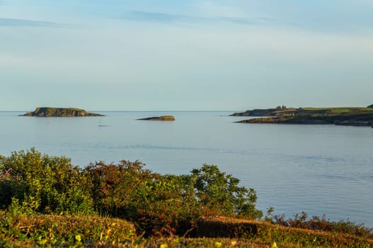 Flowers at he coast, view of the west coast of Ireland