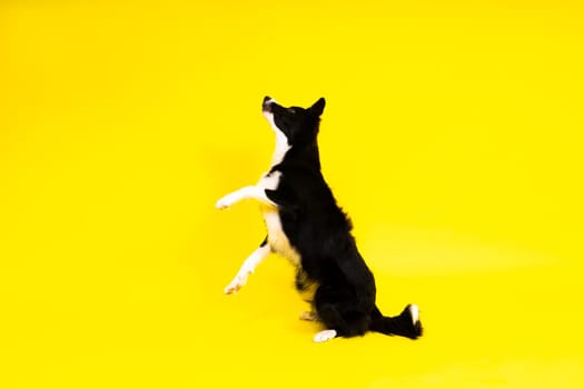 Young Black and white Border collie sitting and looking at a camera