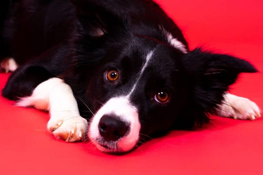 Young Black and white Border collie sitting and looking at a camera