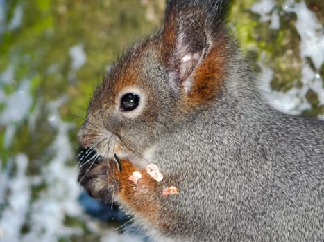 Squirrel in the winter forest is looking for food Squirrel in the winter forest is looking for food