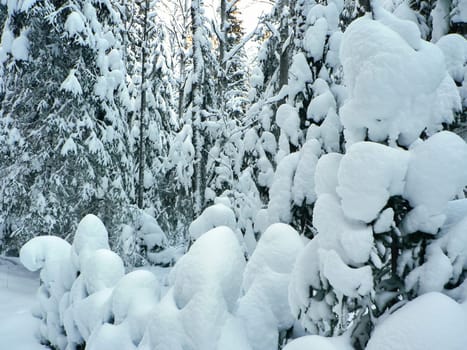 Winter forest in the snow, the beauty of nature in winter
