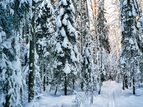 Winter forest in the snow, the beauty of nature in winter