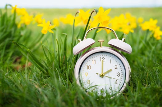 Alarm clock with daffodils flowers, switch to daylight saving time in spring, summer time changeover