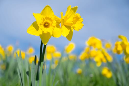 Daffodils spring flowers with blue sky, yellow narcissus blossom in springtime
