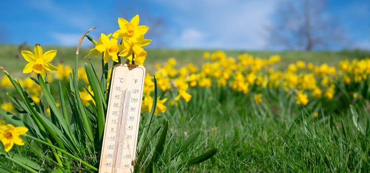 Thermometer with daffodils flowers, blue sky and sun, measure the temperature, weather forecast, sunny day in spring