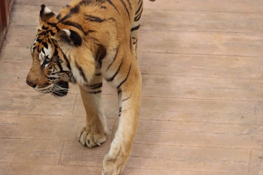 beautiful feline bengal tiger dangerous stripes big claws fangs