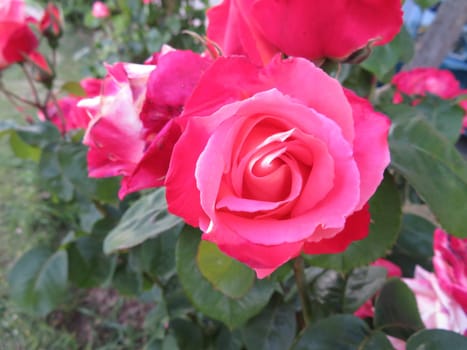 flowers plants colors smell natural spring rural joy countryside