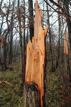 wind broke a large pine tree in a dense forest