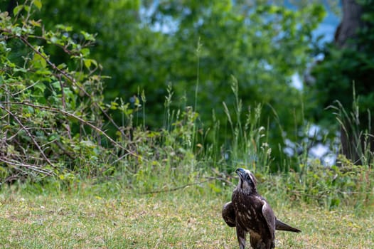 A bird of prey stands in a meadow in nature