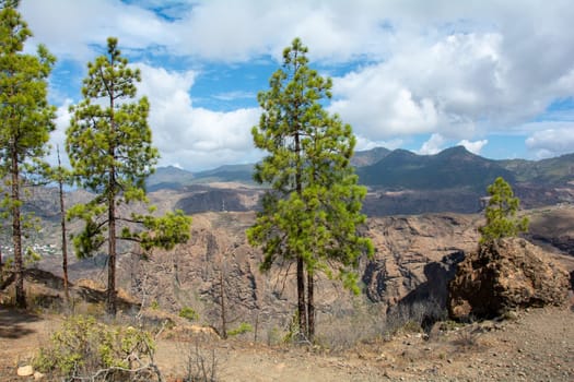 Canarian pine ( Pinus canariensis ) on a mountain on the island of Gran Canaria in Spain