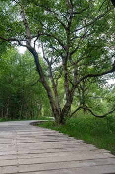 Black moor in the Rhoen, Bavaria, Germany, with tree and a new moor path