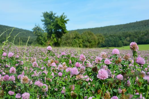 Meadow clover (Trifolium pratense) field with many flowers in green nature in front of a forest