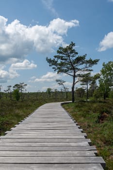 Black moor in the Rhoen, Bavaria, Germany, with a new moor path