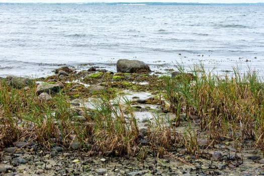 Big stones lie in the water on the Baltic Sea coast, with waves and grass