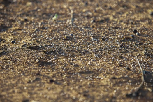 Soil covered with granulated fertilizer. Selective focus